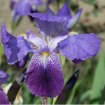 SABLJICA PERUNIKA IRIS MACINOVAC SABLJICA PERUNIKA IRIS MACINOVAC