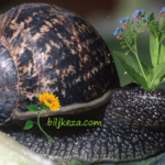 Prirodni lijek za uklanjanje bruha – (RECEPT i PRIPREMA) Prirodni lijek za uklanjanje bruha – (RECEPT i PRIPREMA)