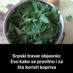 SRPSKI TRAVAR OBJASNIO KAKO SE PRAVILNO KORISTI KOPRIVA: Čaj Od Lista Protiv Anemije, Korijen Rješava 2 Česta Problema! SRPSKI TRAVAR OBJASNIO KAKO SE PRAVILNO KORISTI KOPRIVA: Čaj Od Lista Protiv Anemije, Korijen Rješava 2 Česta Problema!
