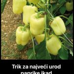 NIKAD VEĆI UROD PAPRIKE – SAMO PORED NJE POSADITE OVU BILJKU: Plodova će biti kao u priči, 1 SAVJET DOBRO UPAMTITE NIKAD VEĆI UROD PAPRIKE – SAMO PORED NJE POSADITE OVU BILJKU: Plodova će biti kao u priči, 1 SAVJET DOBRO UPAMTITE