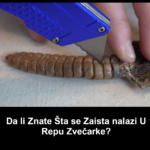 Da Li Znate Šta Se Zaista Nalazi U Repu Zvečarke? Da Li Znate Šta Se Zaista Nalazi U Repu Zvečarke?