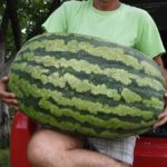 MIROSLAV NAM JE POSLAO SLIKU ČUDA OD 30 KG: IMA DŽINOVSKU LUBENICU, A NIJE MU JASNO KAKO ONA I DALJE RASTE (FOTO) MIROSLAV NAM JE POSLAO SLIKU ČUDA OD 30 KG: IMA DŽINOVSKU LUBENICU, A NIJE MU JASNO KAKO ONA I DALJE RASTE (FOTO)
