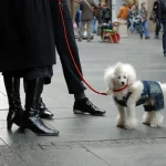 “BOLJE DECU DA ŠETAŠ NEGO TOG KERA” Baba me zaustavila na ulici i NAPALA iz čista mira – a zbog mog odgovora BRIZNULA JE U PLAČ! Jeste starija, ali to joj ne daje za pravo… “BOLJE DECU DA ŠETAŠ NEGO TOG KERA” Baba me zaustavila na ulici i NAPALA iz čista mira – a zbog mog odgovora BRIZNULA JE U PLAČ! Jeste starija, ali to joj ne daje za pravo…