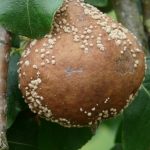 Da li se neka BUĐAVA hrana može jesti ili se sva mora baciti Da li se neka BUĐAVA hrana može jesti ili se sva mora baciti