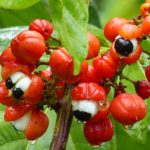 Guarana – Pomaže skidanju celulita i mršavljenju, mokraćnih infekcija, dijareje, bolnih menstruacija, glavobolja… (RECEPT) Guarana – Pomaže skidanju celulita i mršavljenju, mokraćnih infekcija, dijareje, bolnih menstruacija, glavobolja… (RECEPT)