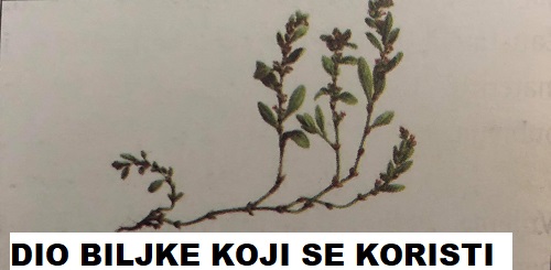 PTICIJI DVORNIK, TROSKOT