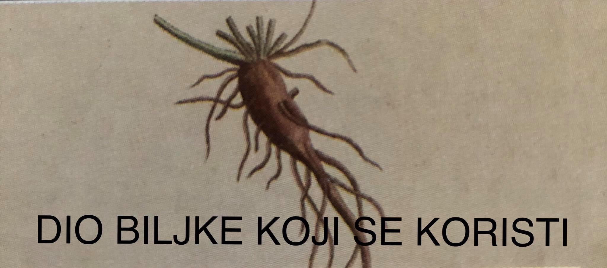 Dio biljke koji se koristi