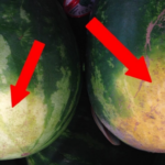POŠTENO SE ZASLADITE: Trikovi kako baš svaki puta odabrati zrelu i sočnu lubenicu!