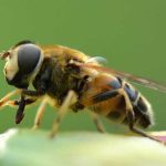 VAŽNO JE ZNATI, SAVET PČELARA: Kada vas ubode osa, stršljen ili pčela – ovo će vas spasiti bola i otoka